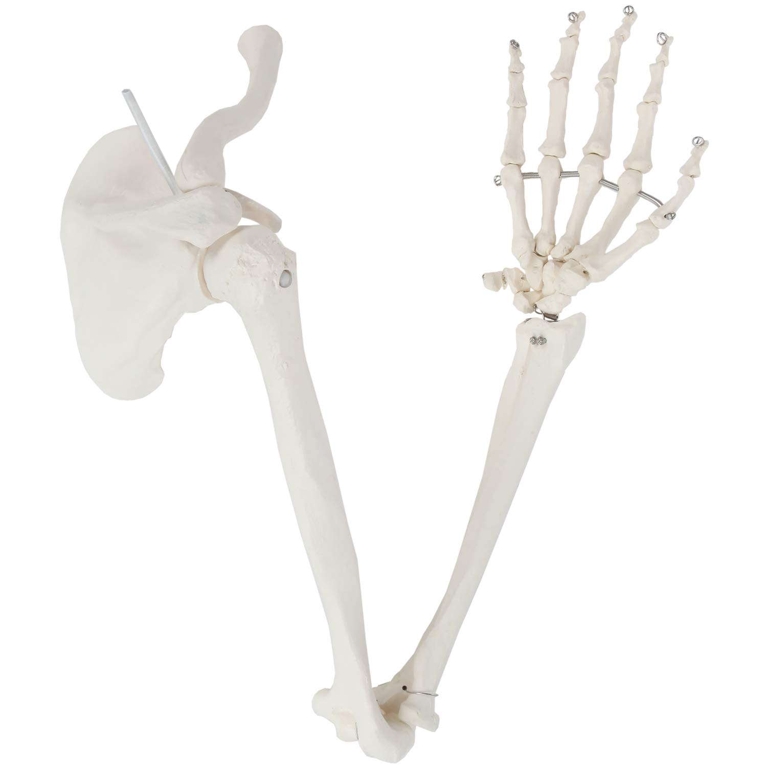 Buy Axis Scientific Human Arm Skeleton Model Life Size Anatomical Arm Includes All Arm Bones Plus Clavicle Scapula And Articulated Hand Bone Includes Detailed Product Manual And Online In Singapore B016ynfvxw